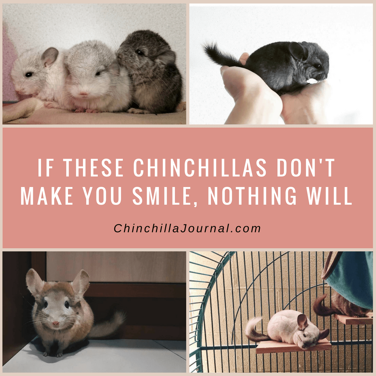 If These Chinchillas Don't Make You Smile, Nothing Will