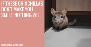 If These Chinchillas Don't Make You Smile, Nothing Will