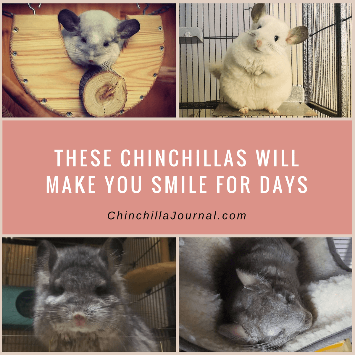 These Chinchillas Will Make You Smile For Days