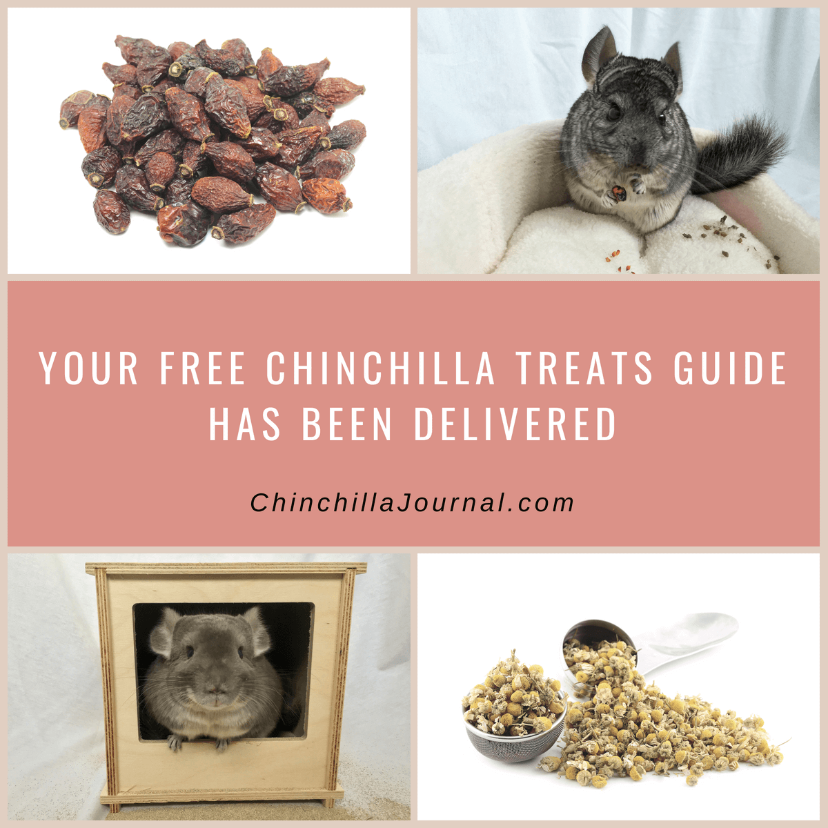 Your Free Chinchilla Treats Guide Has Been Delivered