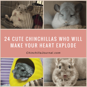 24 Cute Chinchillas Who Will Make Your Heart Explode