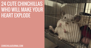 24 Cute Chinchillas Who Will Make Your Heart Explode