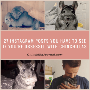 27 Instagram Posts You Have To See If You're Obsessed With Chinchillas