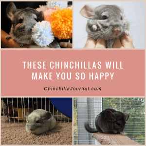 These Chinchillas Will Make You So Happy