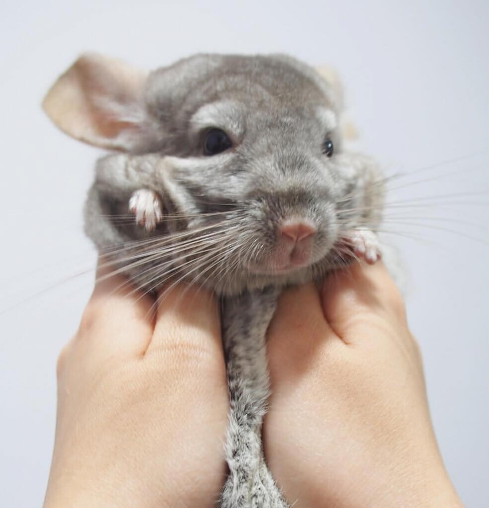 These Chinchillas Will Make You So Happy Chinchilla Journal