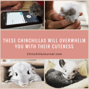 These Chinchillas Will Overwhelm You With Their Cuteness