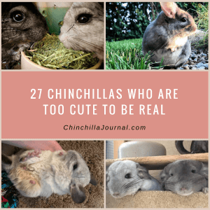 27 Chinchillas Who Are Too Cute To Be Real