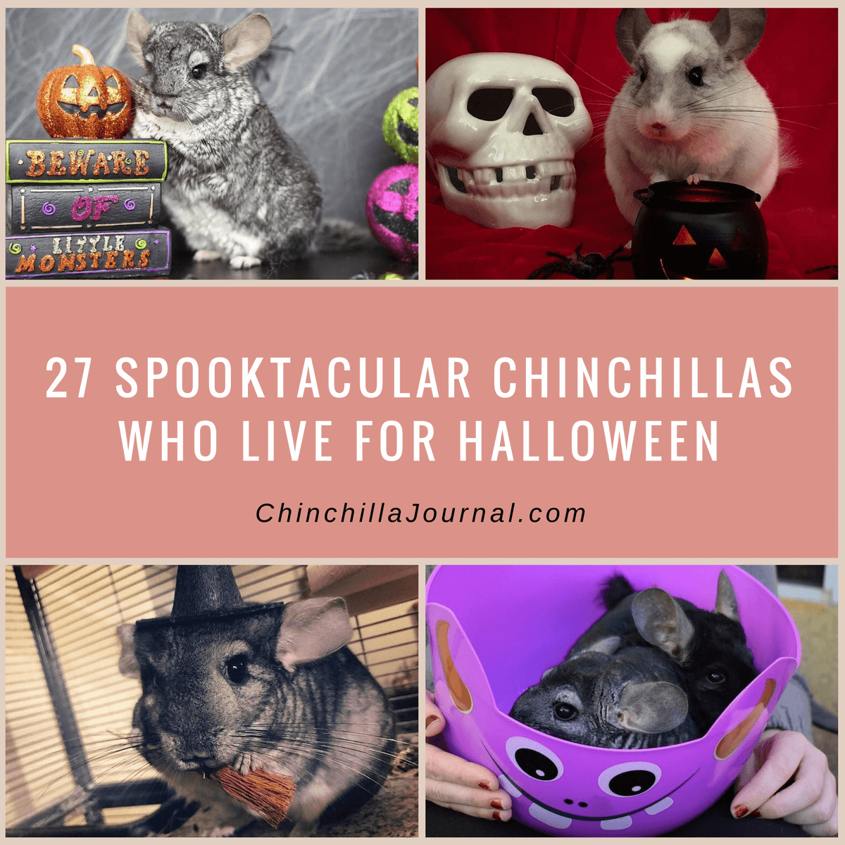 27 Spooktacular Chinchillas Who Live For Halloween