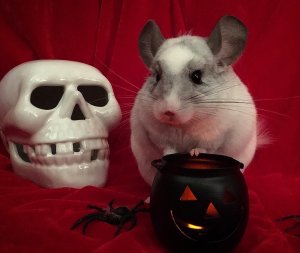 27 Spooktacular Chinchillas Who Live For Halloween