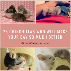 28 Chinchillas Who Will Make Your Day So Much Better