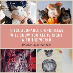 These Adorable Chinchillas Will Show You All Is Right With The World