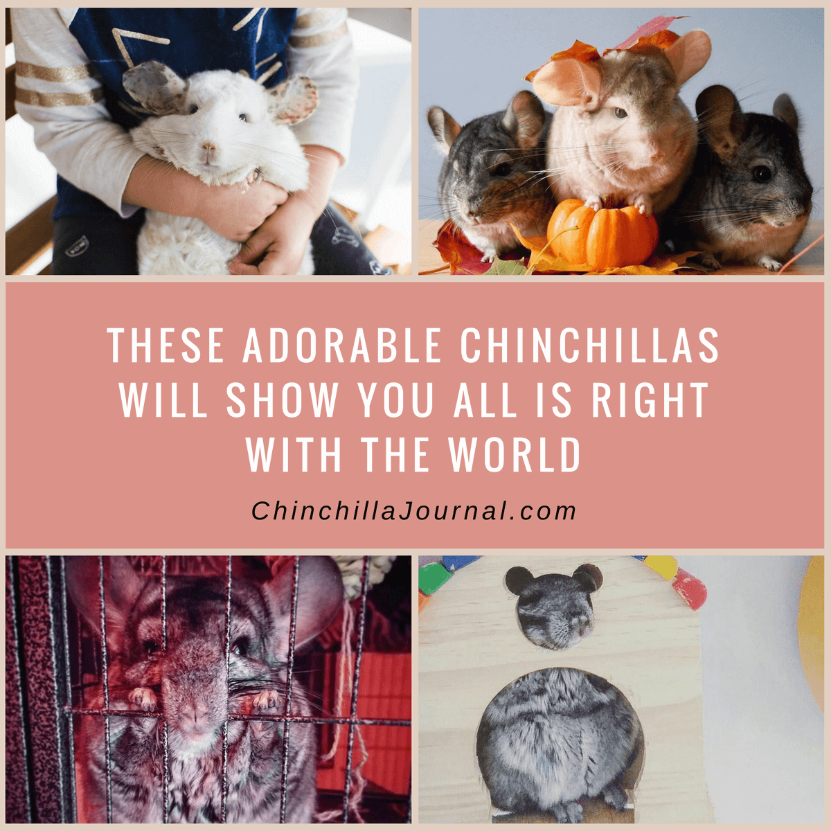 These Adorable Chinchillas Will Show You All Is Right With The World