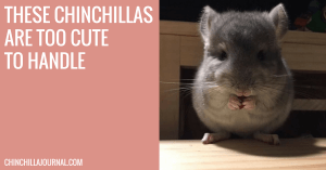 These Chinchillas Are Too Cute To Handle