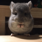 These Chinchillas Are Too Cute To Handle
