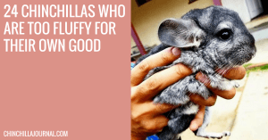 24 Chinchillas Who Are Too Fluffy For Their Own Good Featured Image