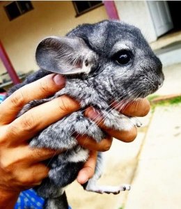 24 Chinchillas Who Are Too Fluffy For Their Own Good Featured Image