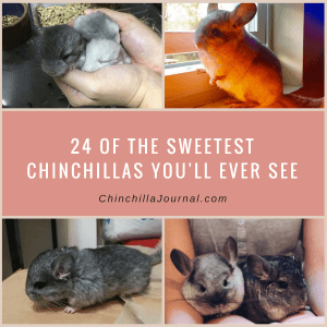 24 Of The Sweetest Chinchillas You'll Ever See