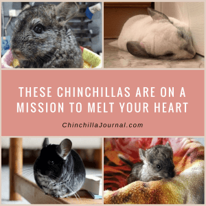 These Chinchillas Are On A Mission To Melt Your Heart