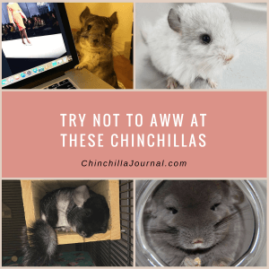 Try Not To Aww At These Chinchillas