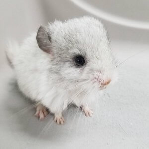 Try Not To Aww At These Chinchillas