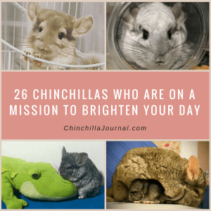 26 Chinchillas Who Are On A Mission To Brighten Your Day