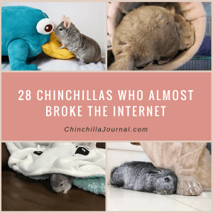 28 Chinchillas Who Almost Broke The Internet