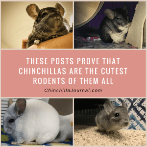 These Posts Prove That Chinchillas Are The Cutest Rodents Of Them All