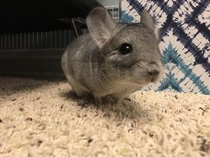 These Posts Prove That Chinchillas Are The Cutest Rodents Of Them All