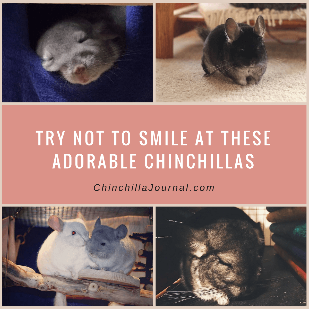 Try Not To Smile At These Adorable Chinchillas