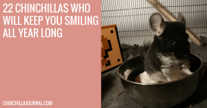 22 Chinchillas Who Will Keep You Smiling All Year Long