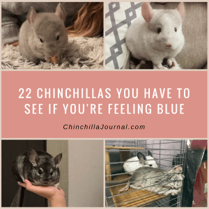 22 Chinchillas You Have To See If You're Feeling Blue