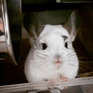 25 Chinchillas You Have To See If You're Feeling Down