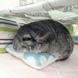 It's Impossible Not To Smile At These Chinchillas
