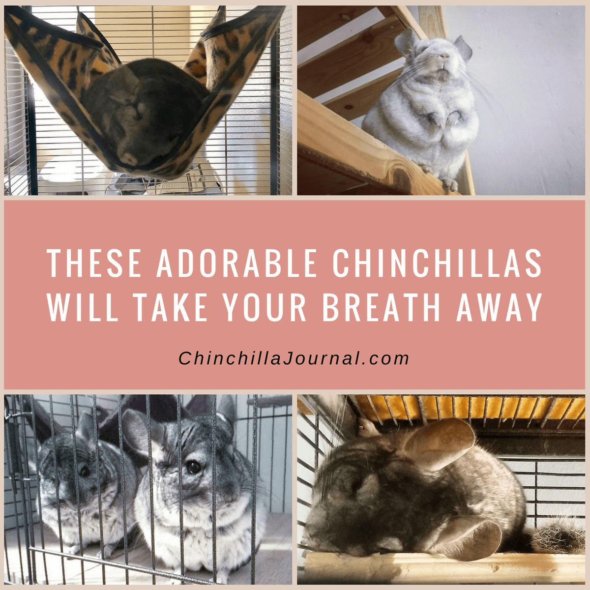 These Adorable Chinchillas Will Take Your Breath Away
