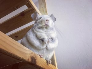 These Adorable Chinchillas Will Take Your Breath Away
