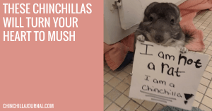 These Chinchillas Will Turn Your Heart To Mush