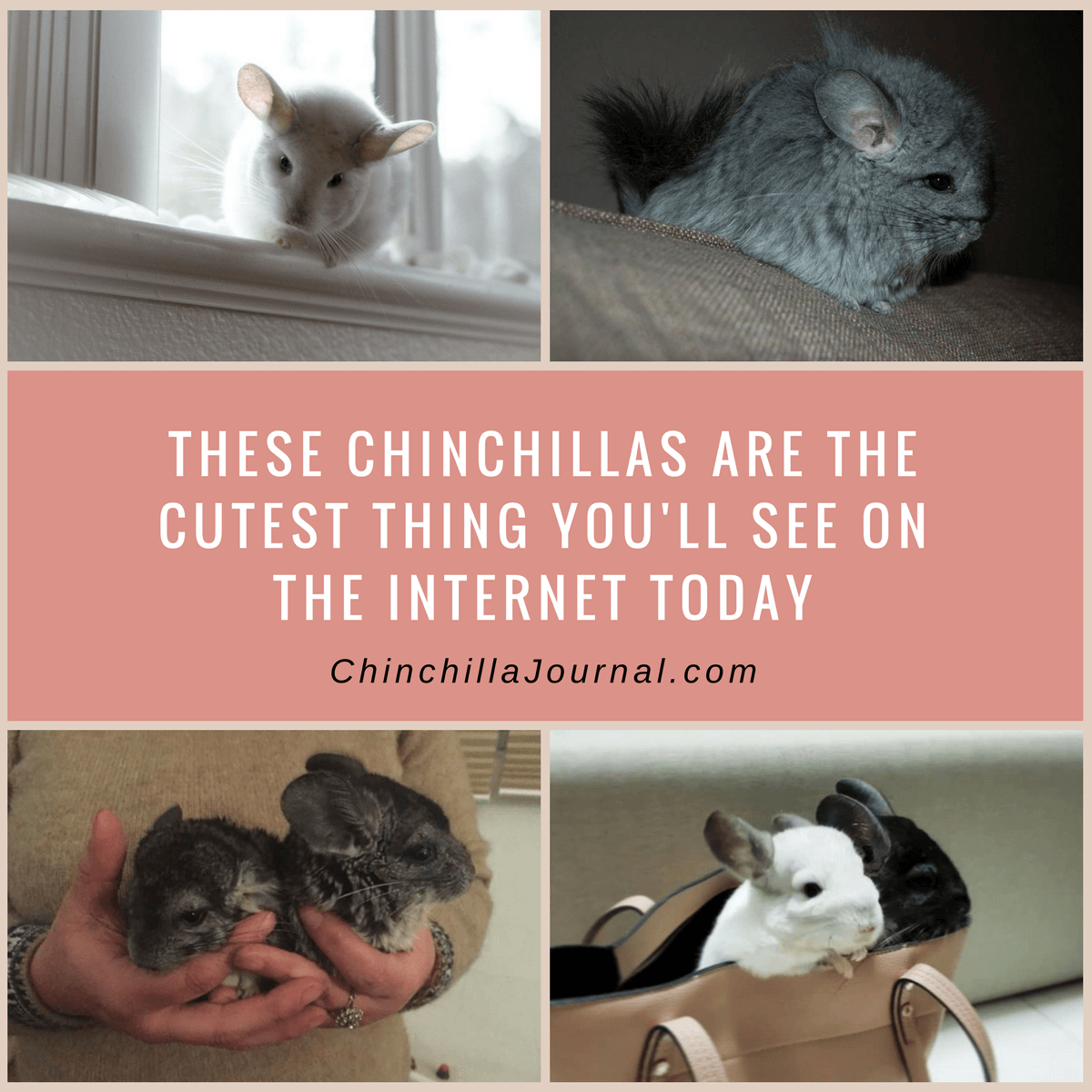 These Chinchillas Are The Cutest Thing You'll See On The Internet Today