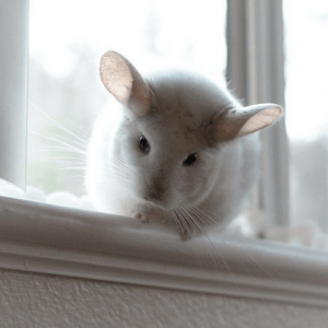 These Chinchillas Are The Cutest Thing You'll See On The Internet Today
